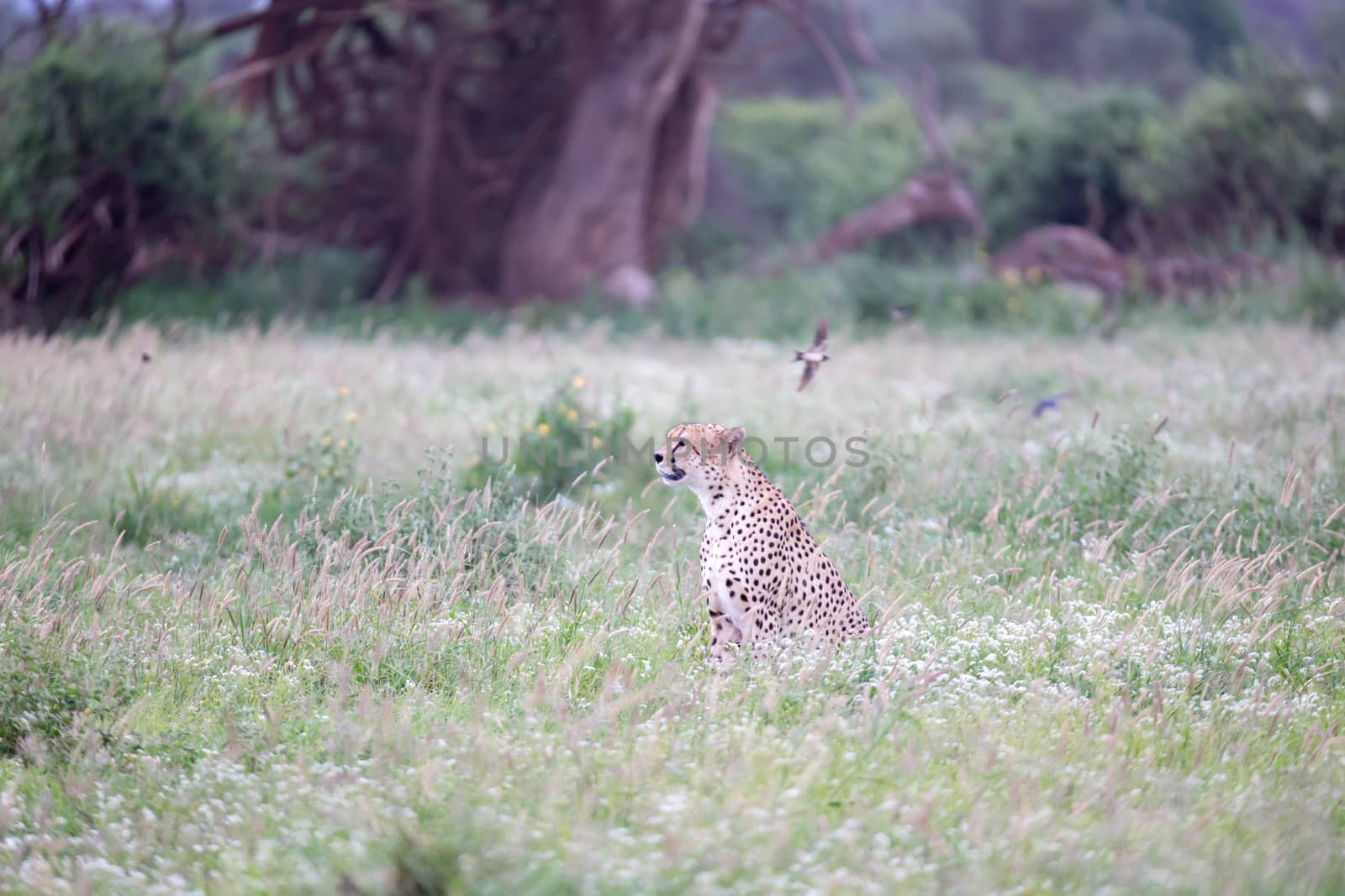 Cheetah in the grassland in the national park in Kenya