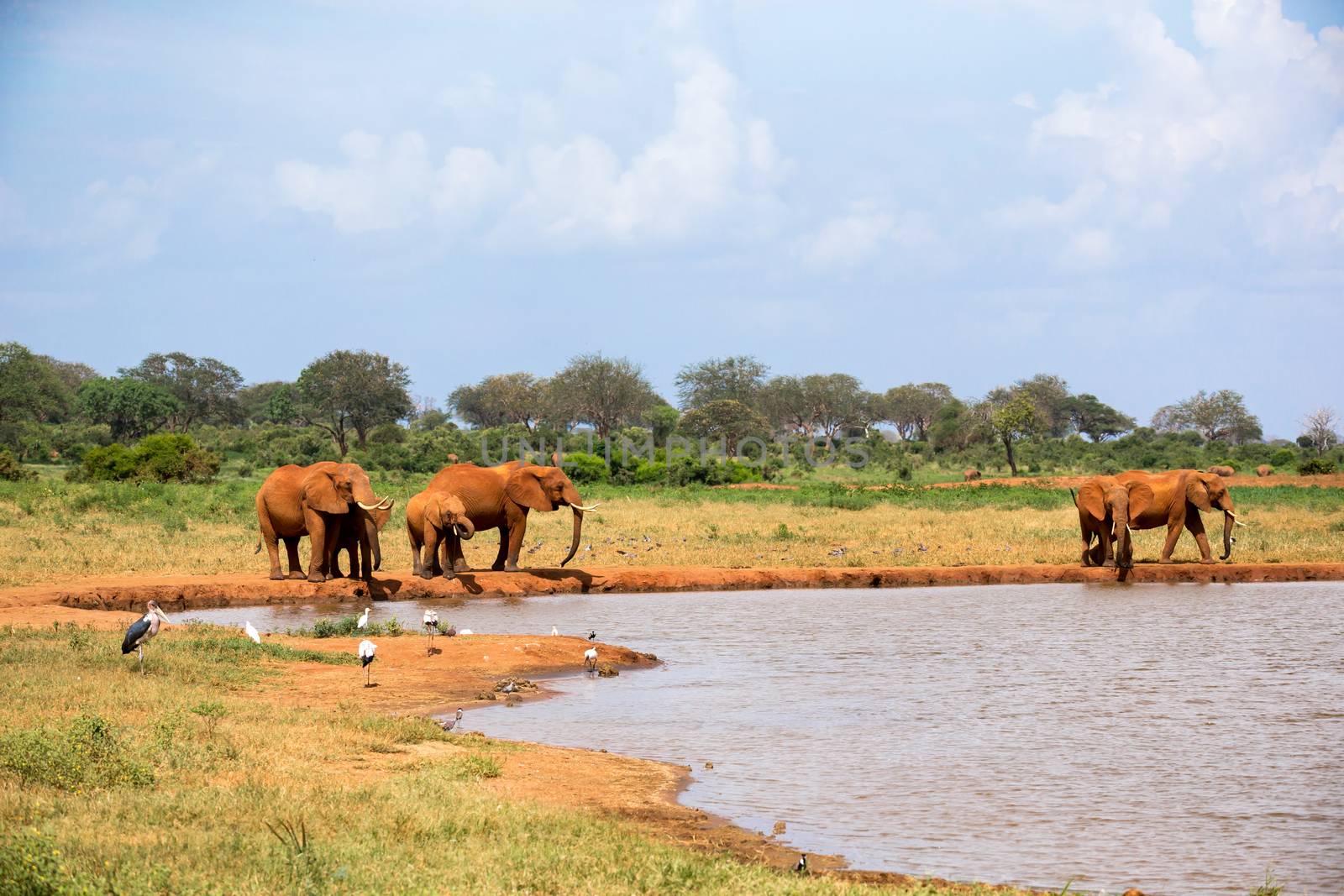 Some elephants are on the waterhole in the savannah