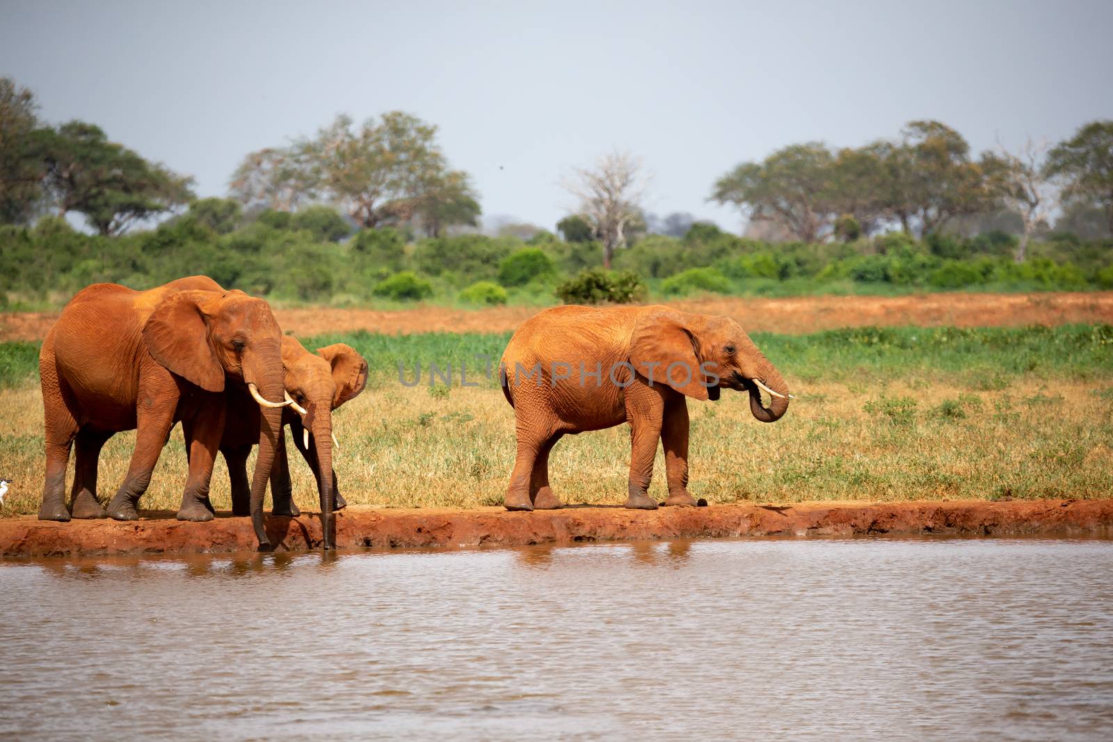 A elephants family drinking water from the waterhole