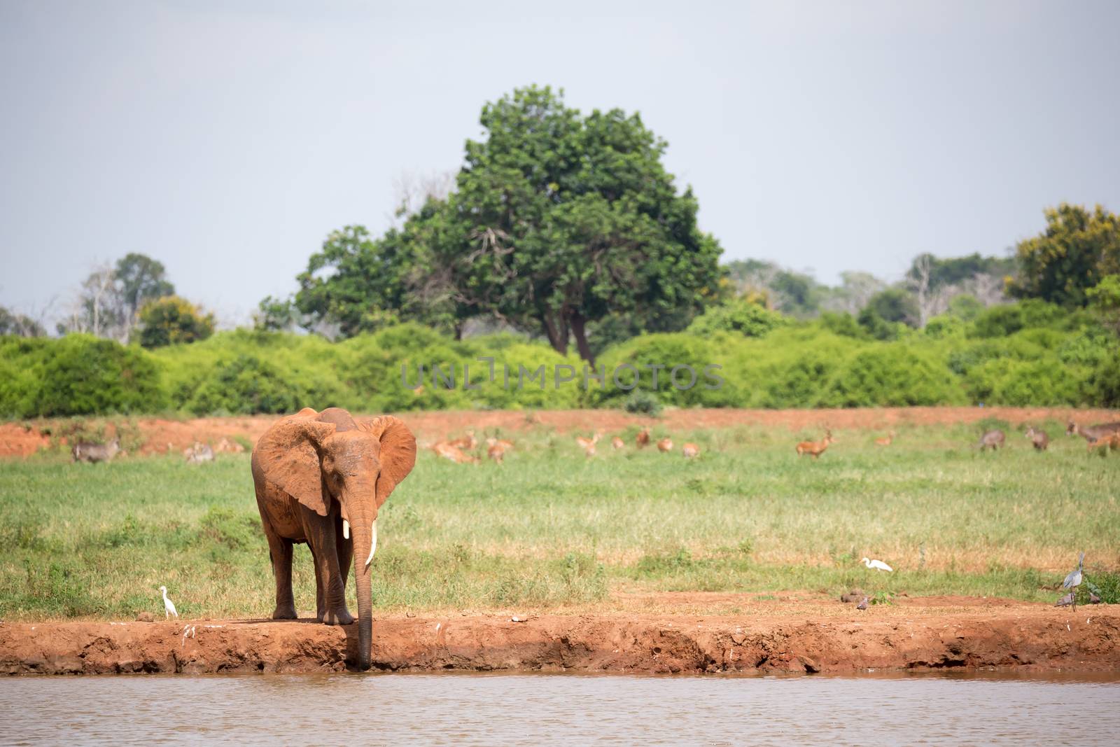 A red elephant is drinking water from the waterhole