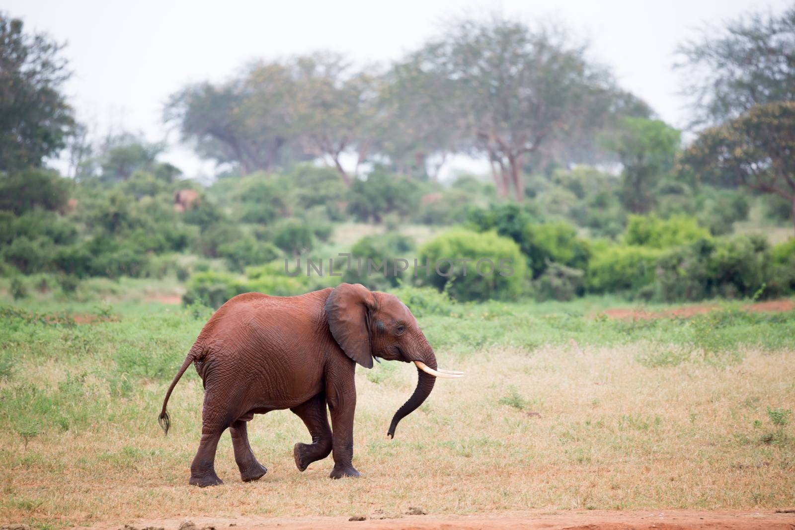 One young red elephant is running and playing in the grassland of the savannah