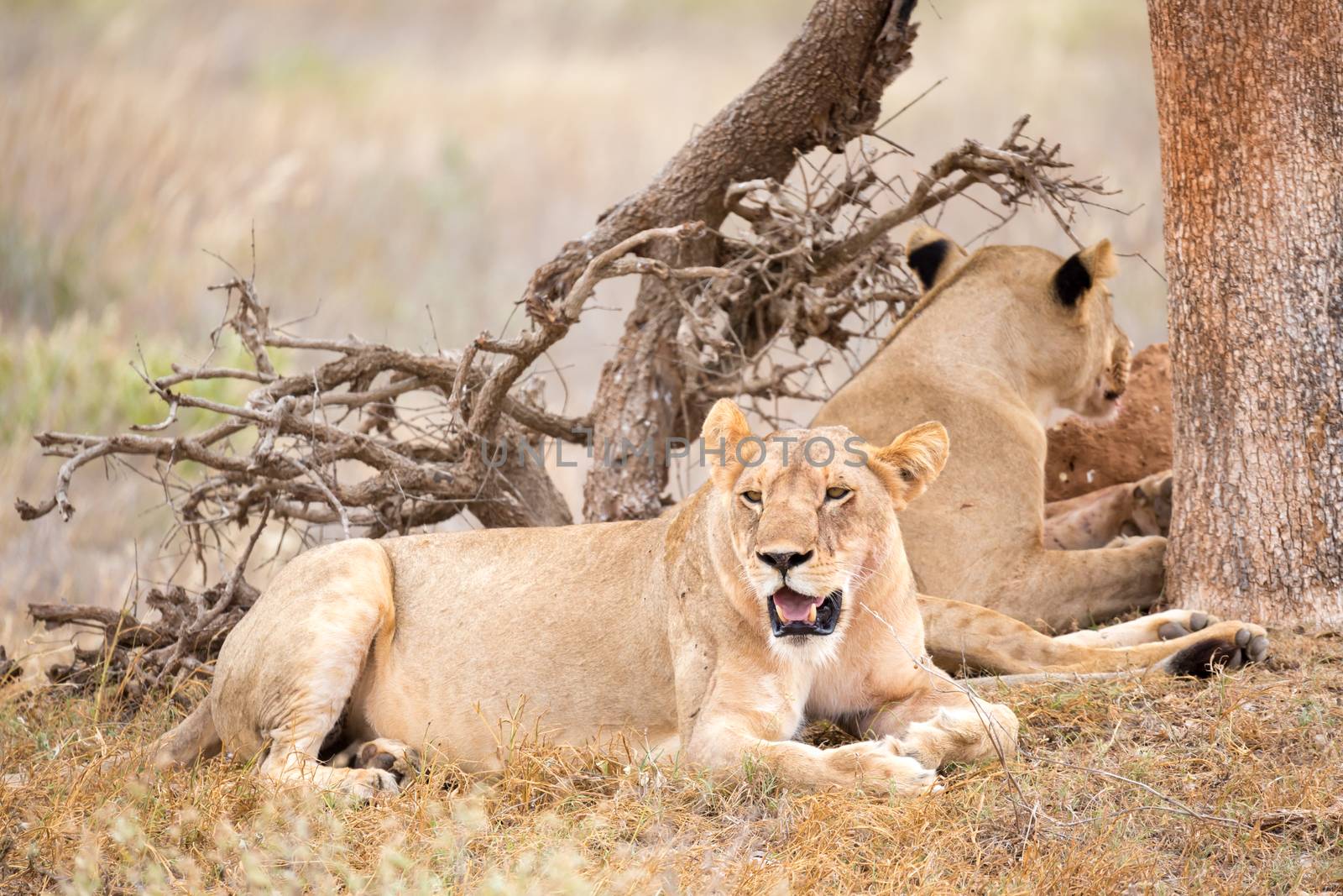 Some lions rest in the shade of a tree