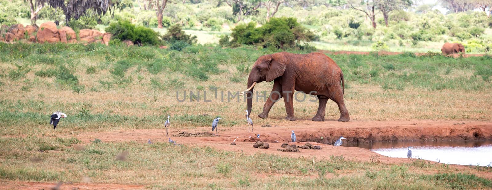 Elephant on the waterhole in the savannah of Kenya