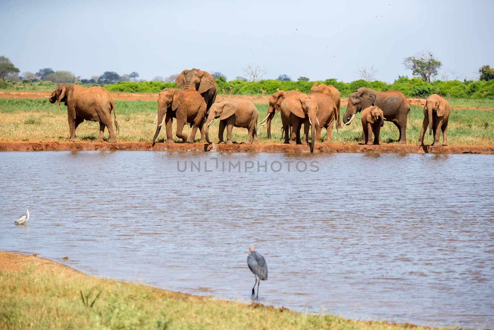 Waterhole in the savannah with some red elephants