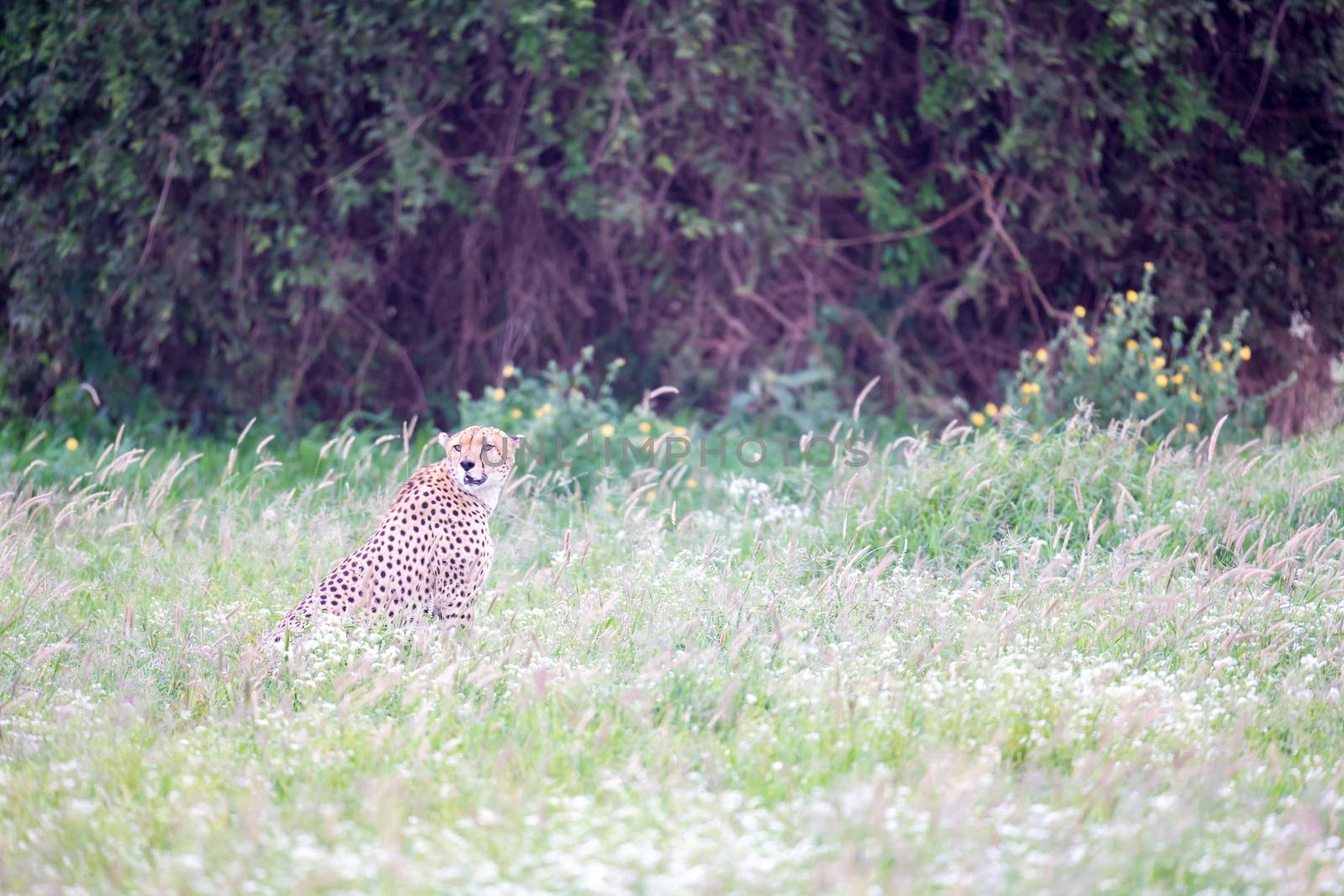 A cheetah in the grassland in the savannah of Kenya