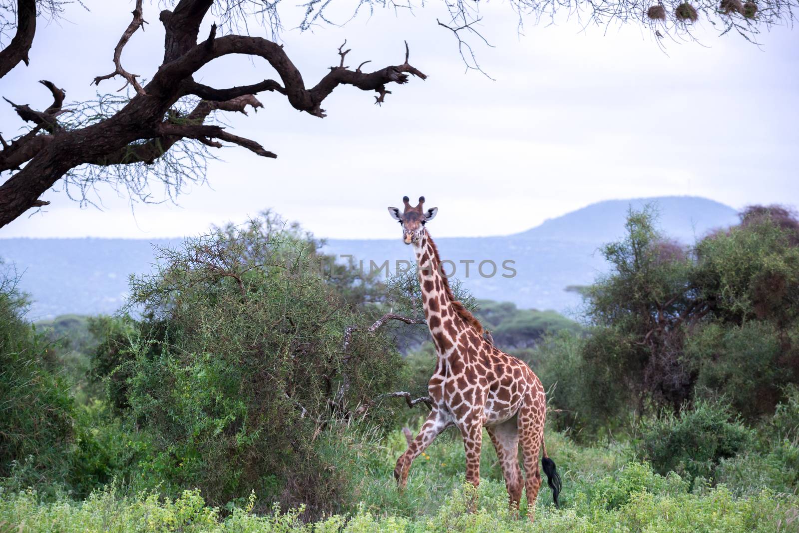 A giraffe is walking in the savannah between the plants