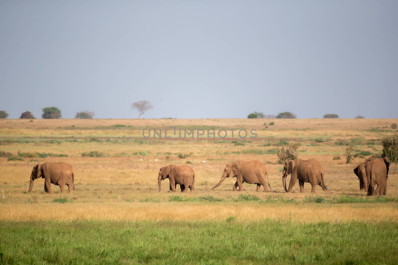 A lot of elephants are walking in the grassland of the savannah in Kenya