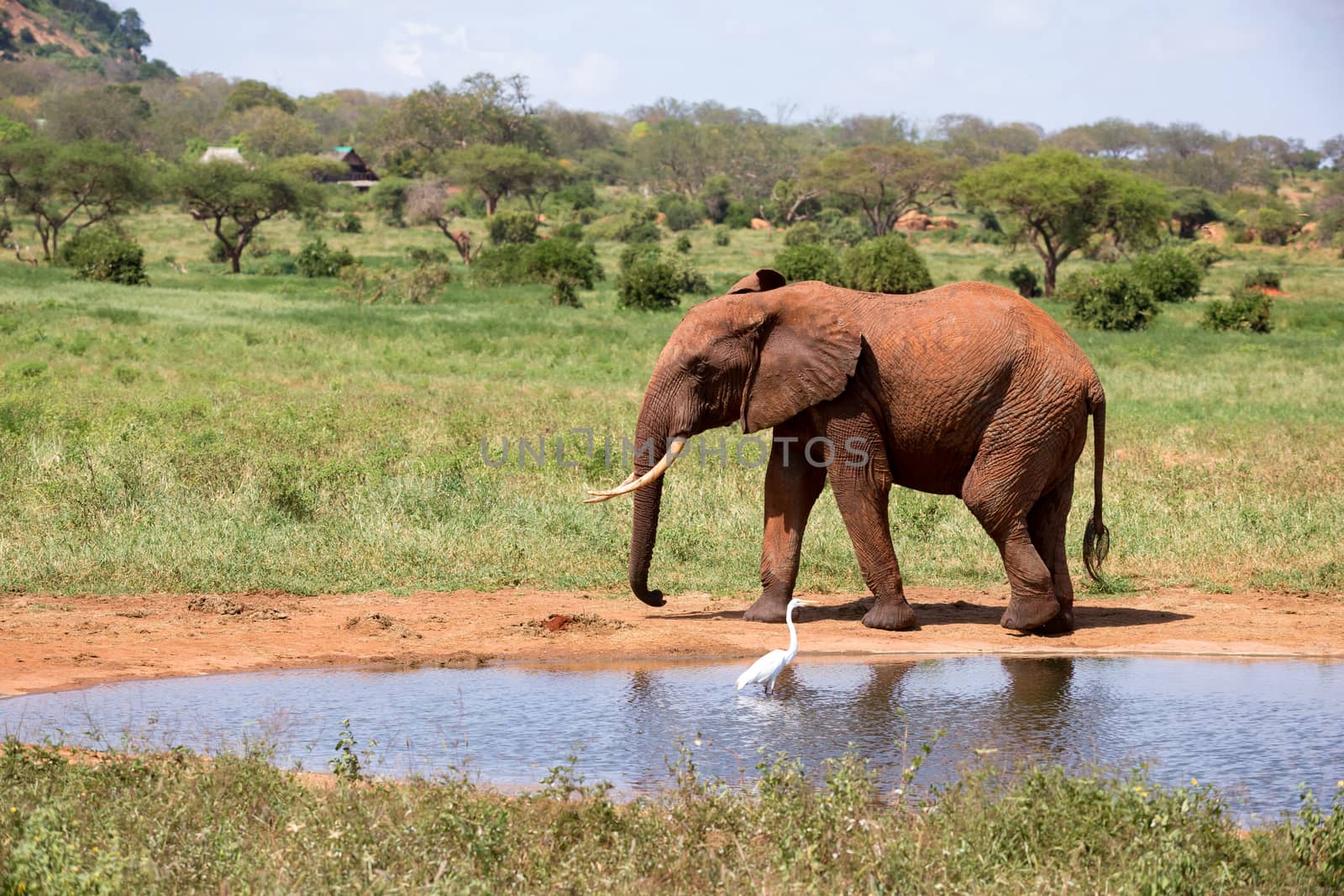 Elephant on the waterhole in the savannah of Kenya