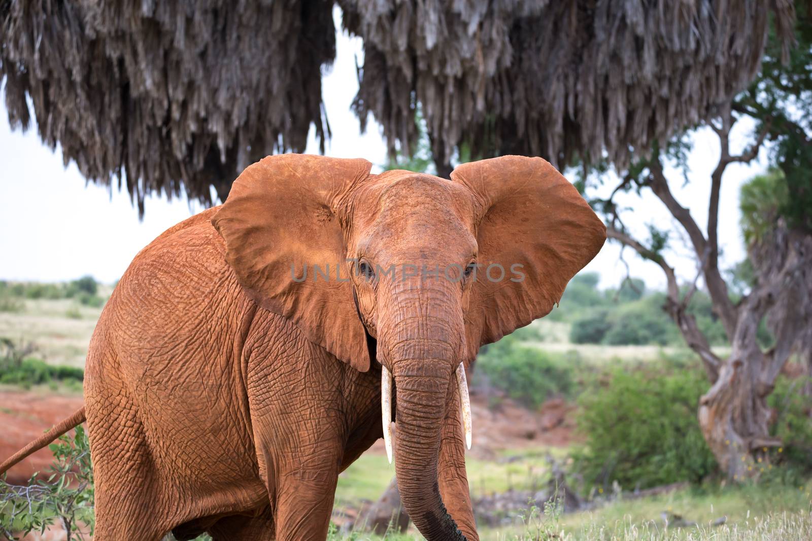 The red elephant walks among the palm trees and trees