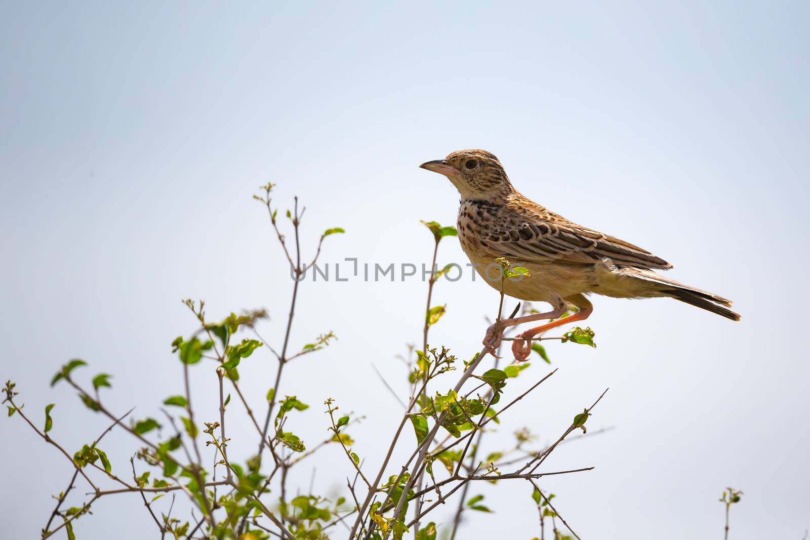 A colorful indigenous bird sits on the branch