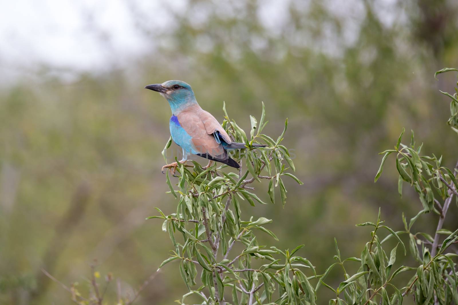 A Native Kenyan birds in their natural environment