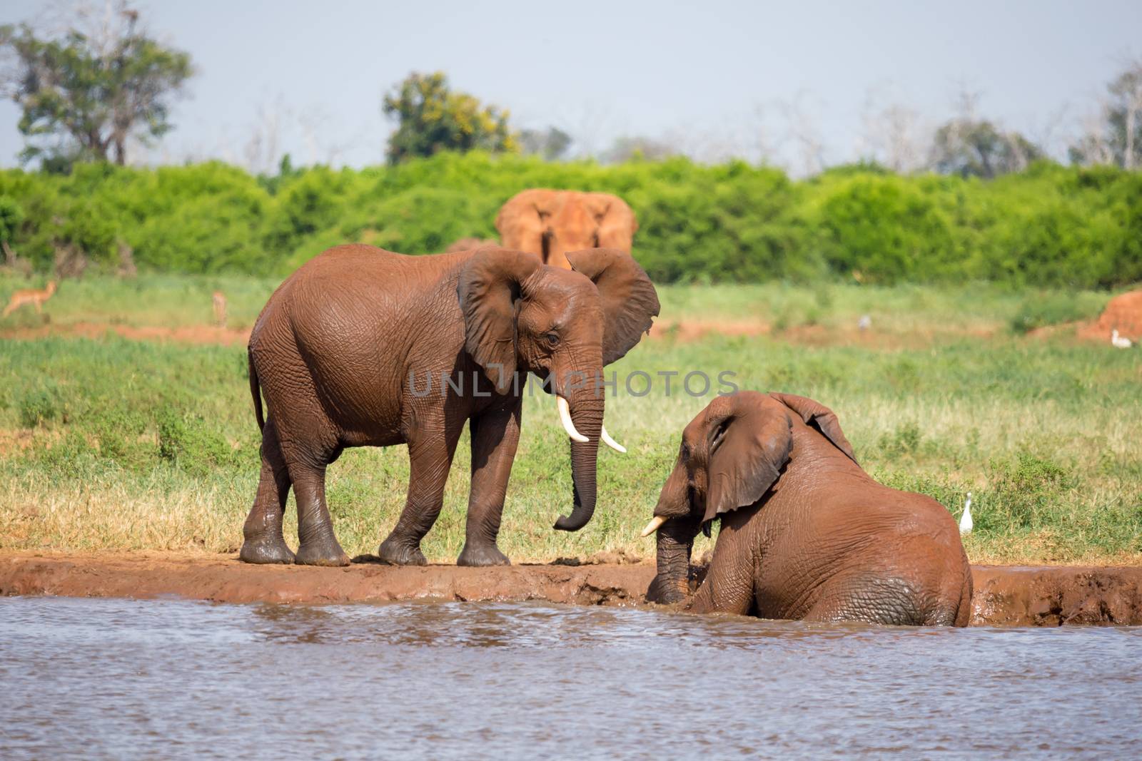Some red elephants on the waterhole in the savannah of Kenya