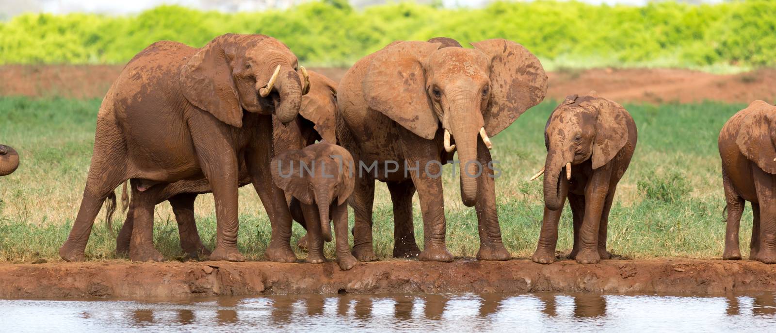 The family of red elephants at a water hole in the middle of the savannah