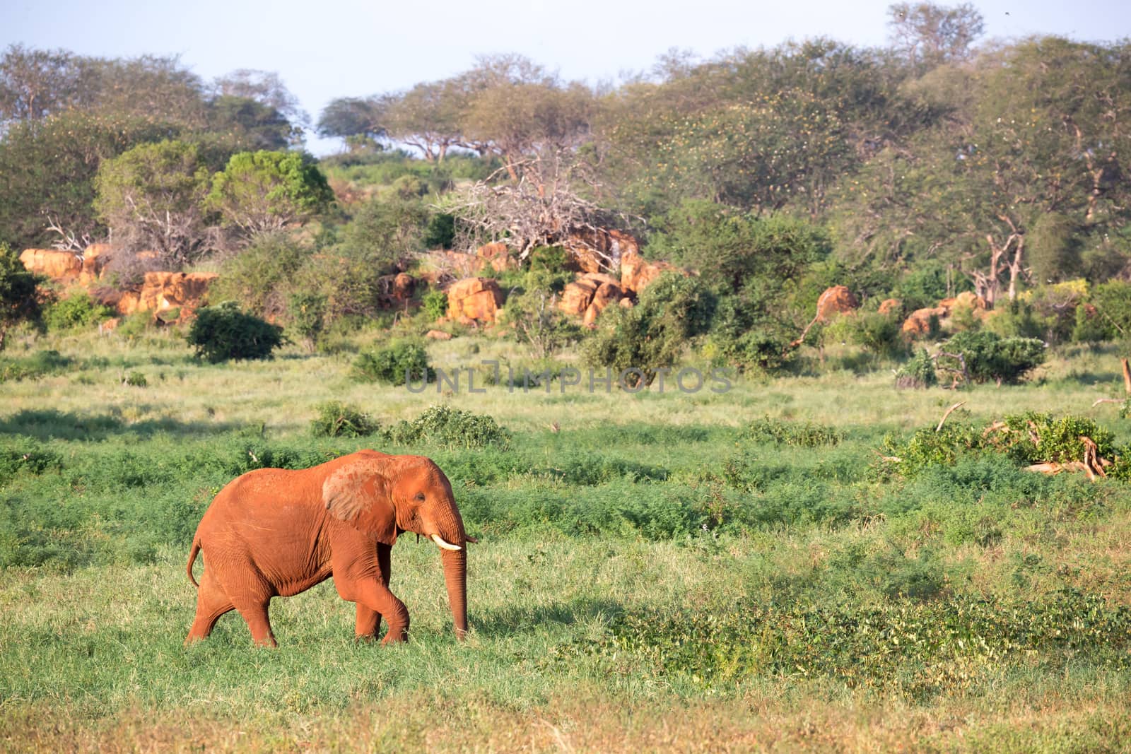 One big red elephant walks through the savannah between many plants