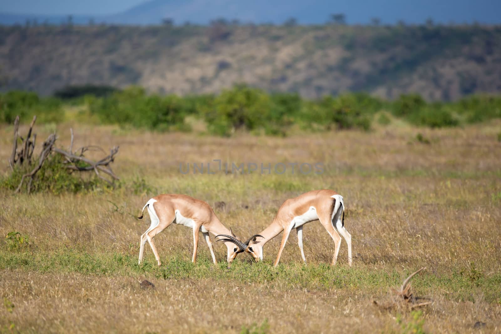 Some native antelopes in the grassland of the Kenyan savannah