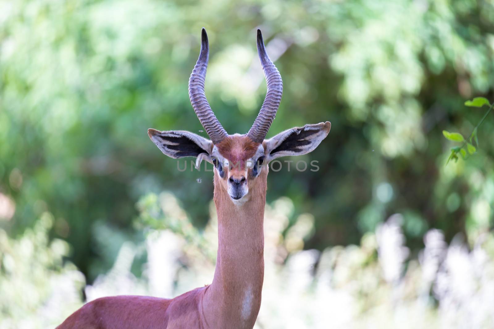 The portrait of a very beautiful antelope