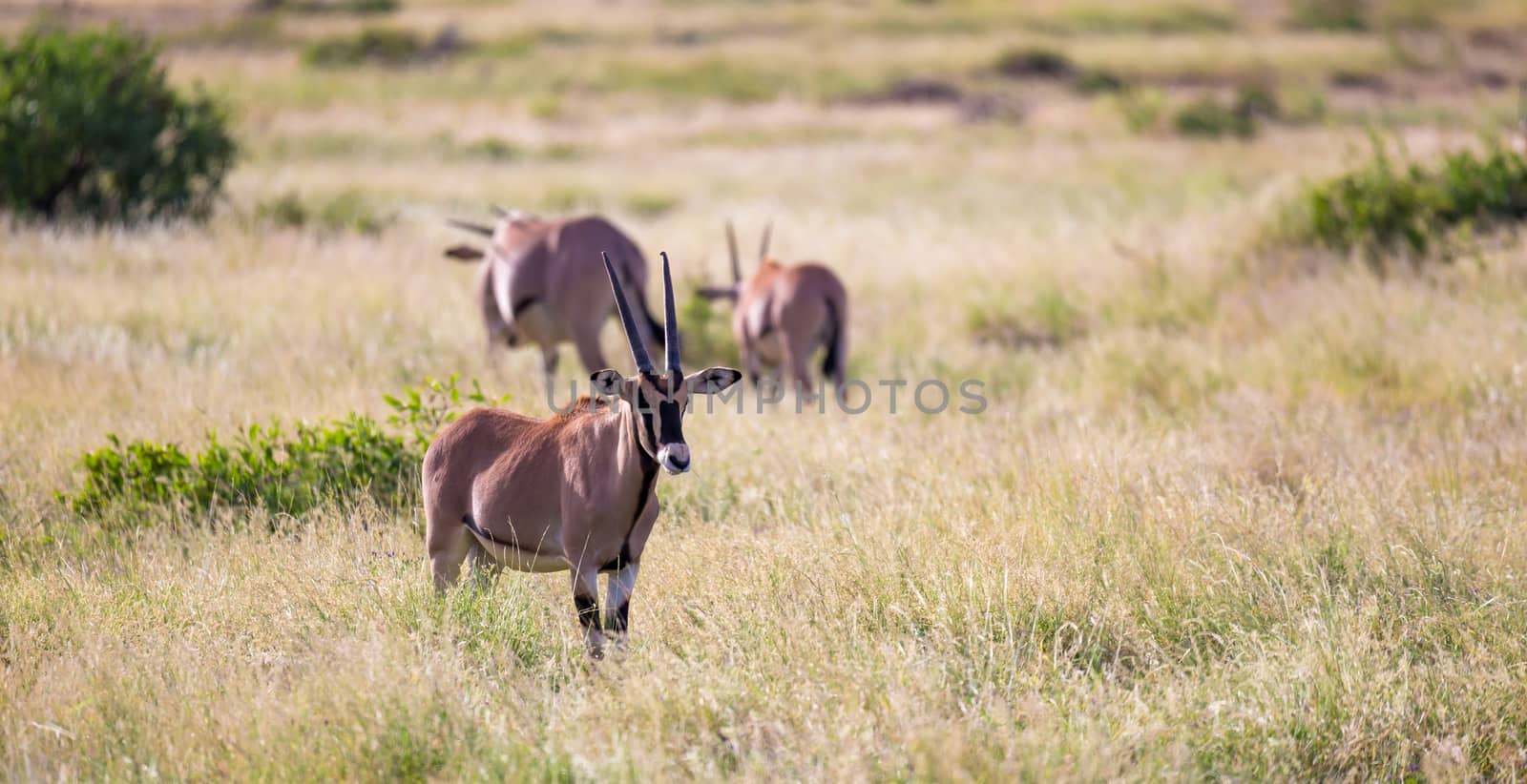 Some native antelopes in the grassland of the Kenyan savannah