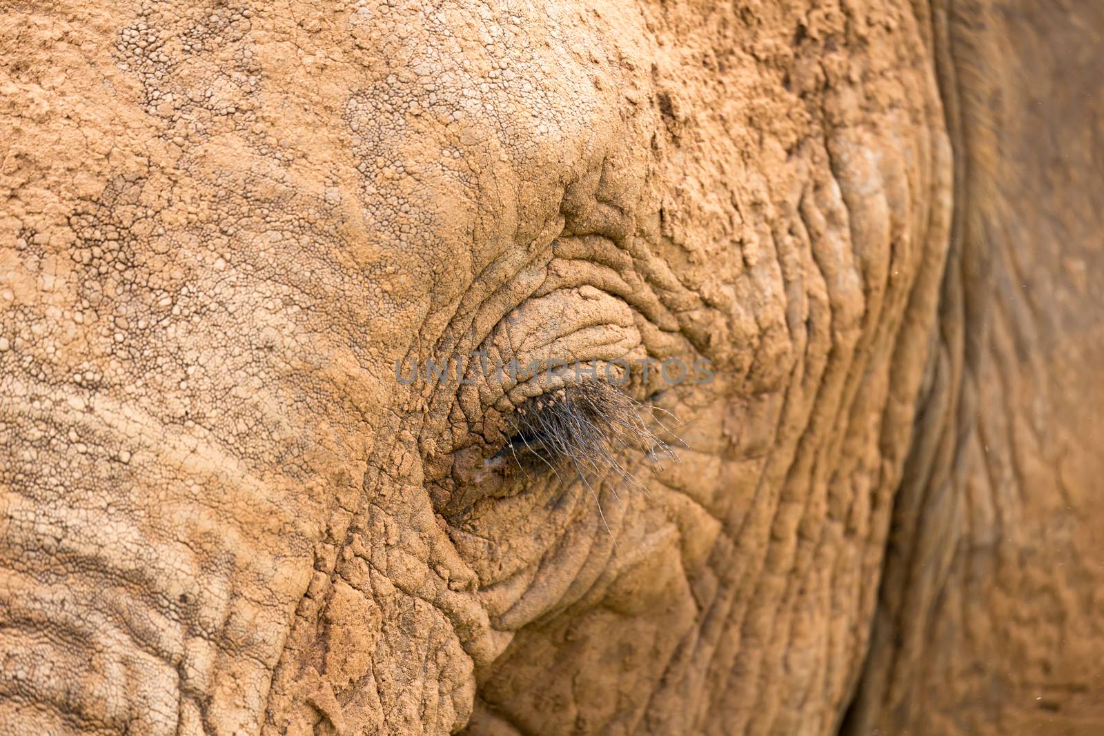 A close-up of the face of a big elephant