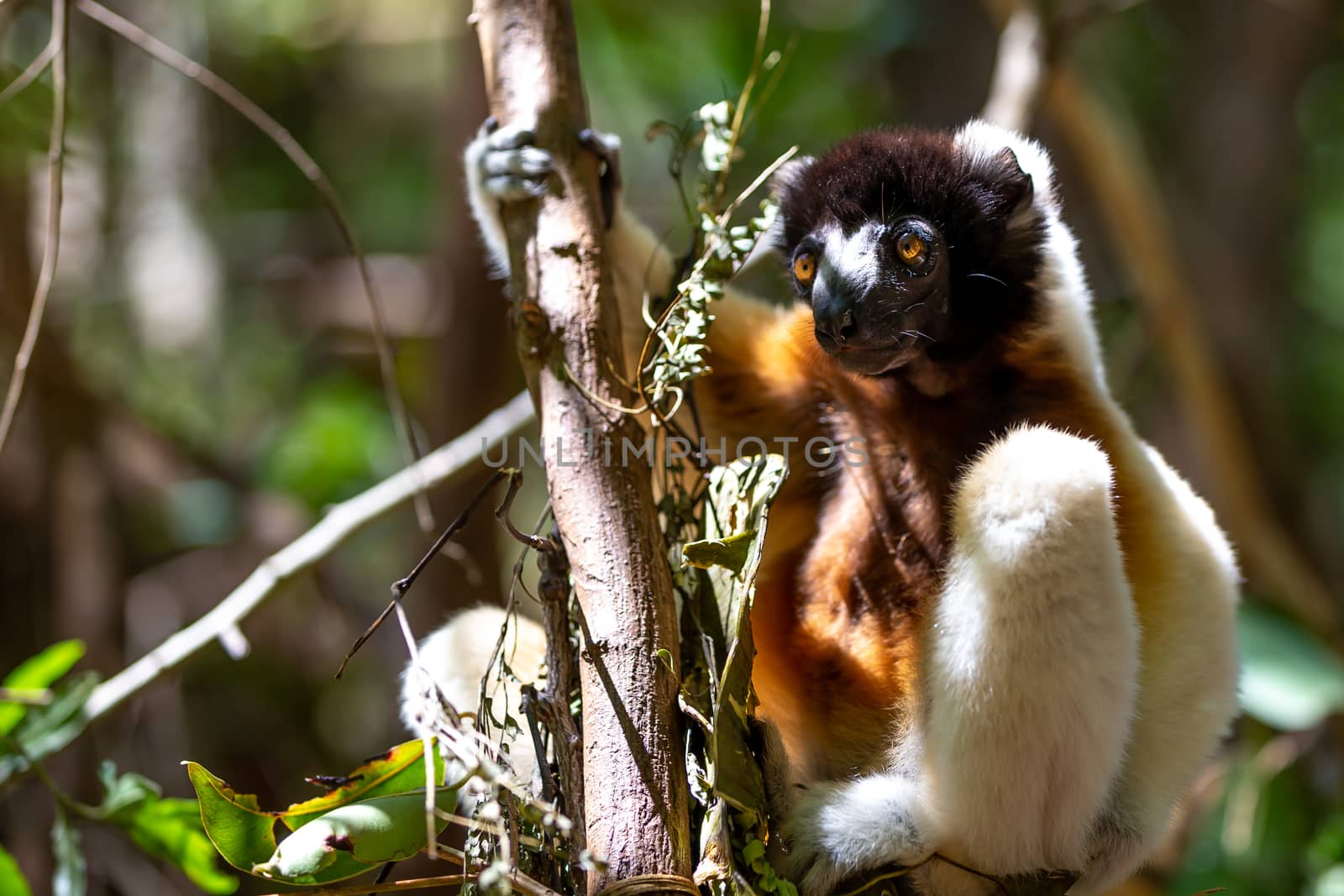 One Sifaka lemur that has made itself comfortable in the treetop