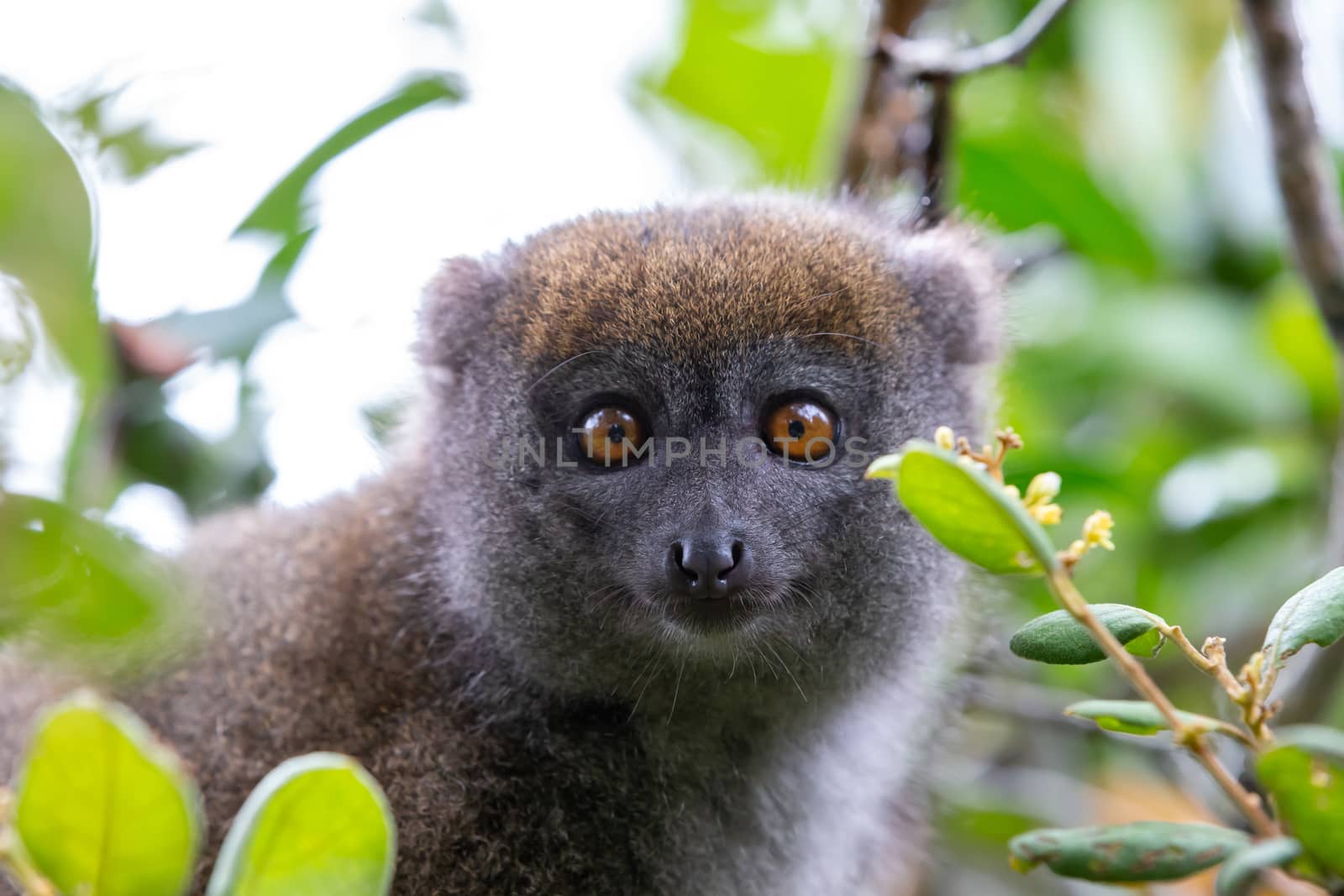 One little lemur on the branch of a tree in the rainforest