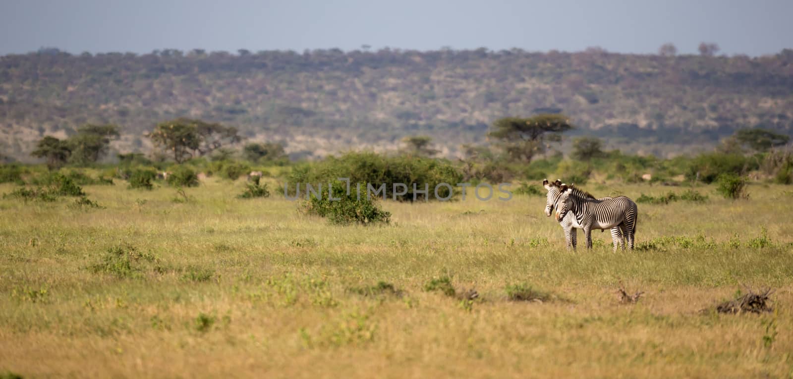 Some native antelopes in the grassland of the Kenyan savannah