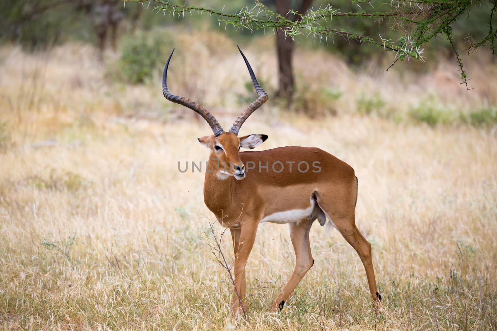 Some native antelopes in the grassland of the Kenyan savannah