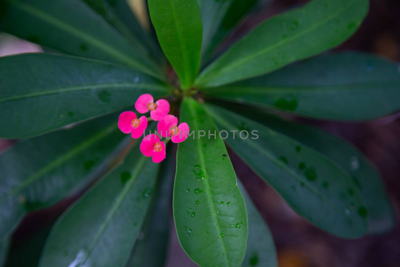 The Colorful plants and flowers in close-up on the island of Madagascar