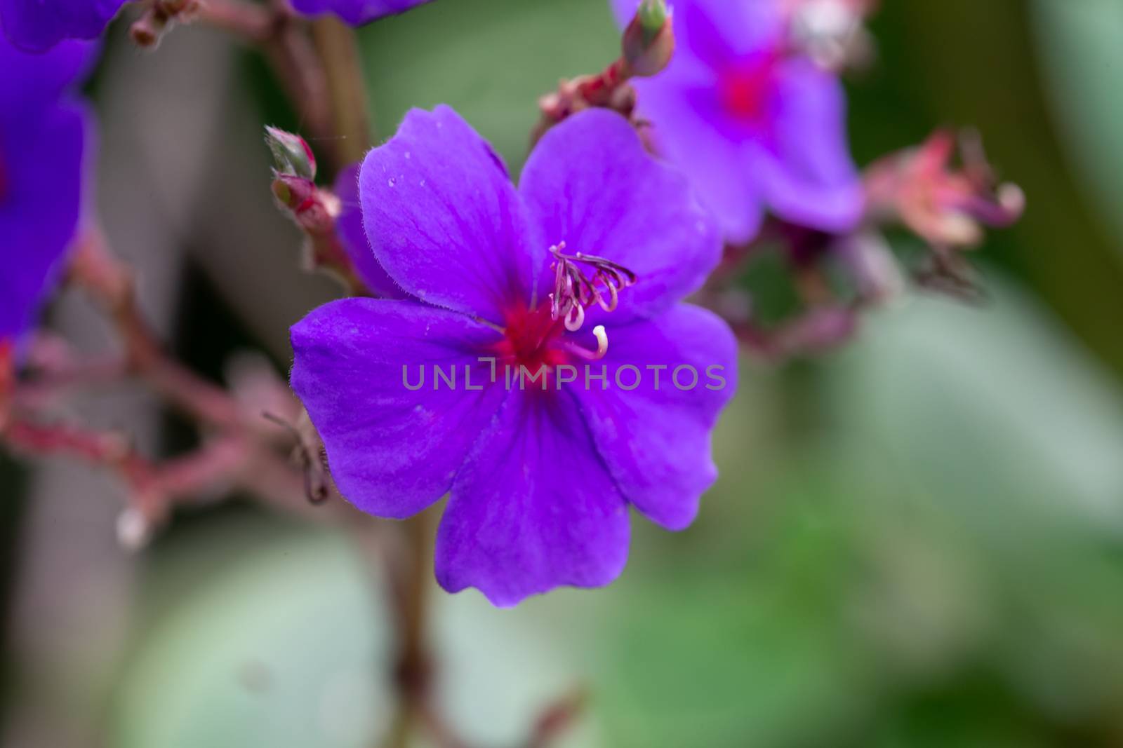 The Exotic flowers of the island of Madagascar