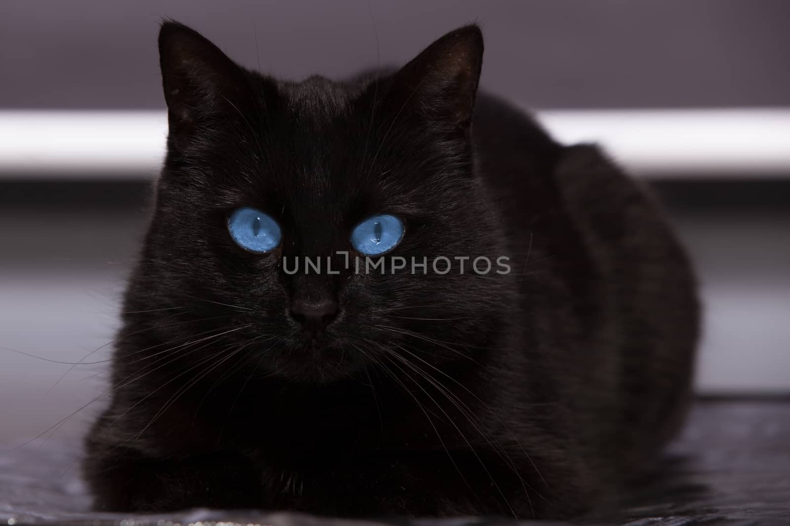 Black cat with blue eyes is watching you