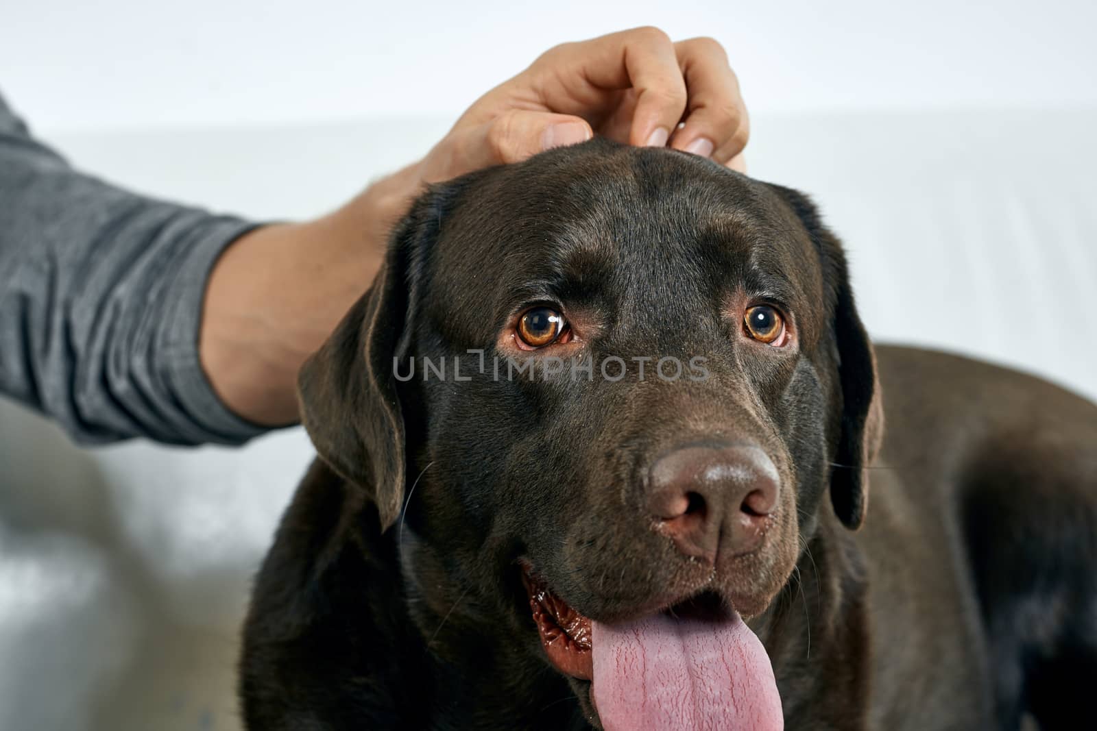 Purebred dog with black hair on a light background portrait, close-up, cropped view by SHOTPRIME