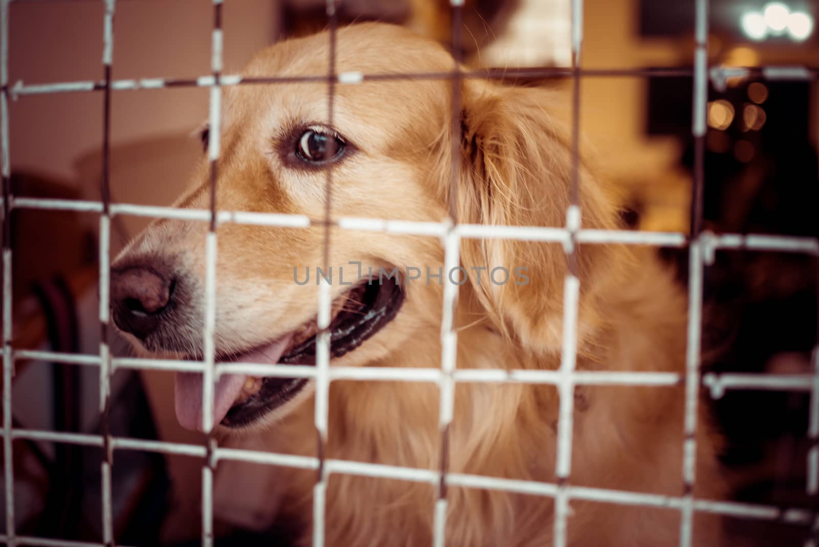 The dog sat there looking at something in front of the door and  by Unimages2527