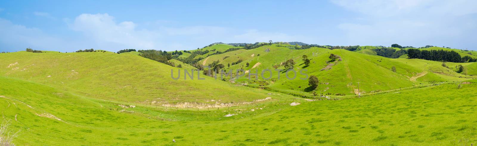 Common view in the New Zealand - hills covered by green grass. Panoramic photo
