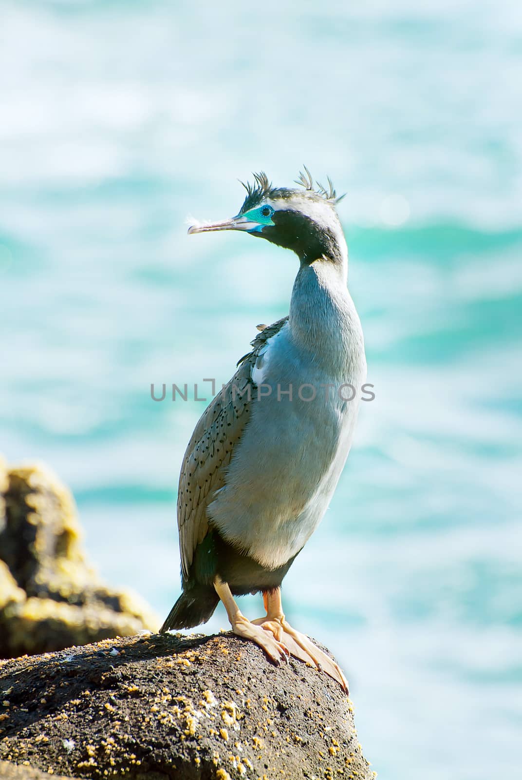 Spotted shag (Stictocarbo punctatus) standing on the rock on the beach in Catlins area in the South island, New Zealand