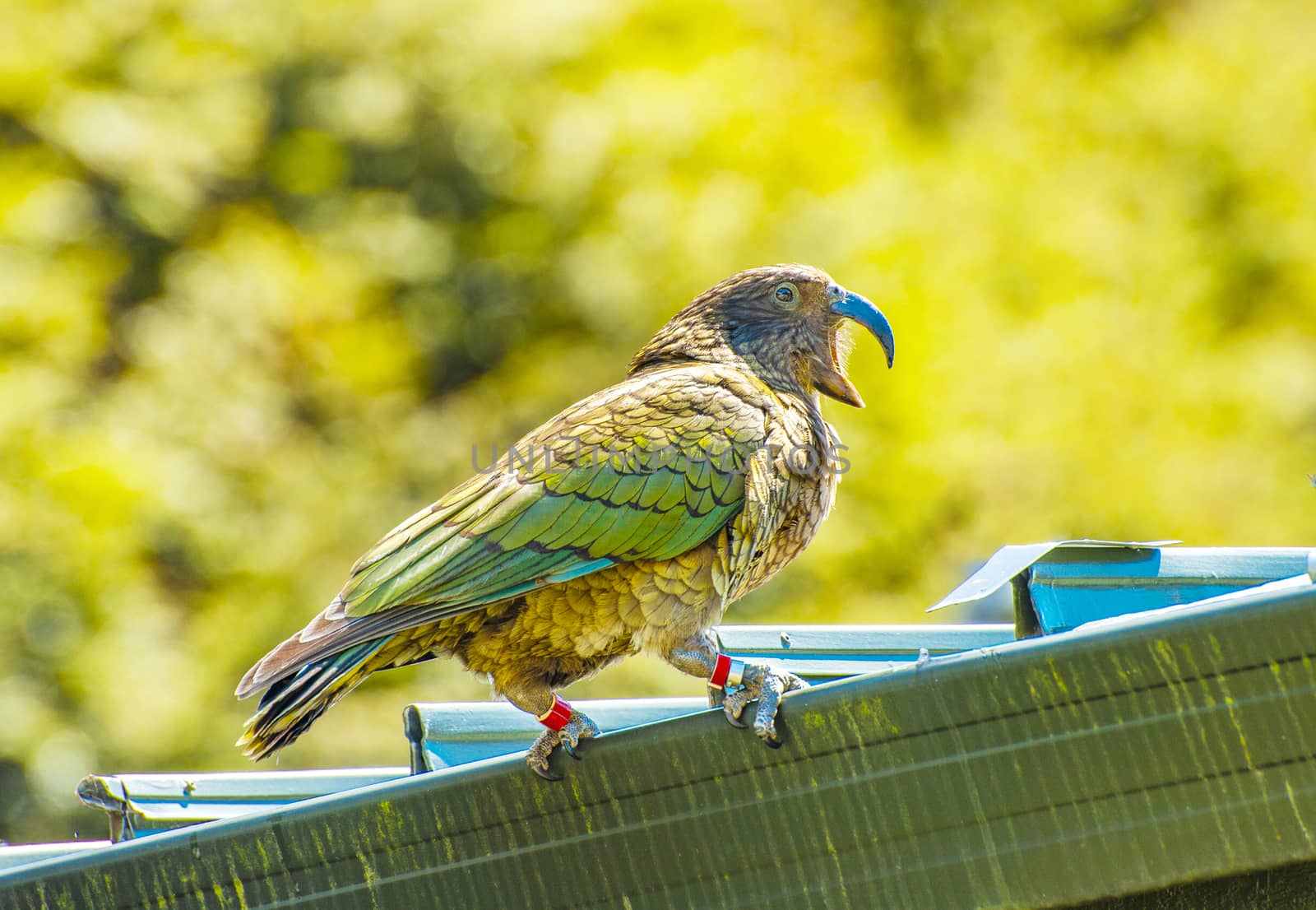 Nestor Notabilis, Kea is an endemic mountain parrot in Arthur's Pass - Southern Alps, New Zealand. It is a very smart, omnivorous bird 