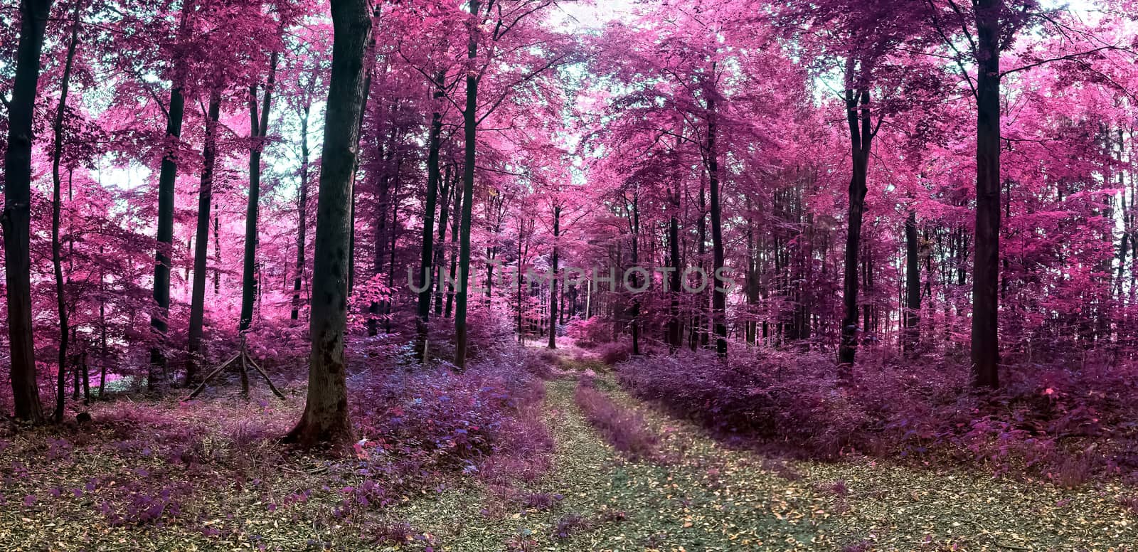 Beautiful pink and purple infrared panorama of a countryside landscape with a blue sky.