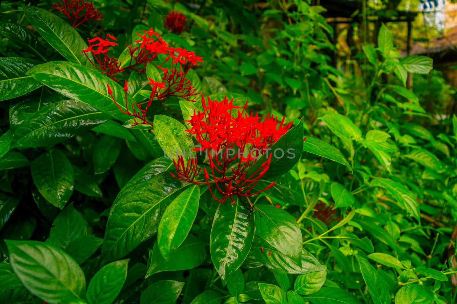 Red flower rain. Wet in water. Ixora Red tiny Flower Plant drenched in rain - Beautiful Home Decor Plant. Flower background design images. Rainy day monsoon season pictures of nature beauty. Close Up. by sudiptabhowmick
