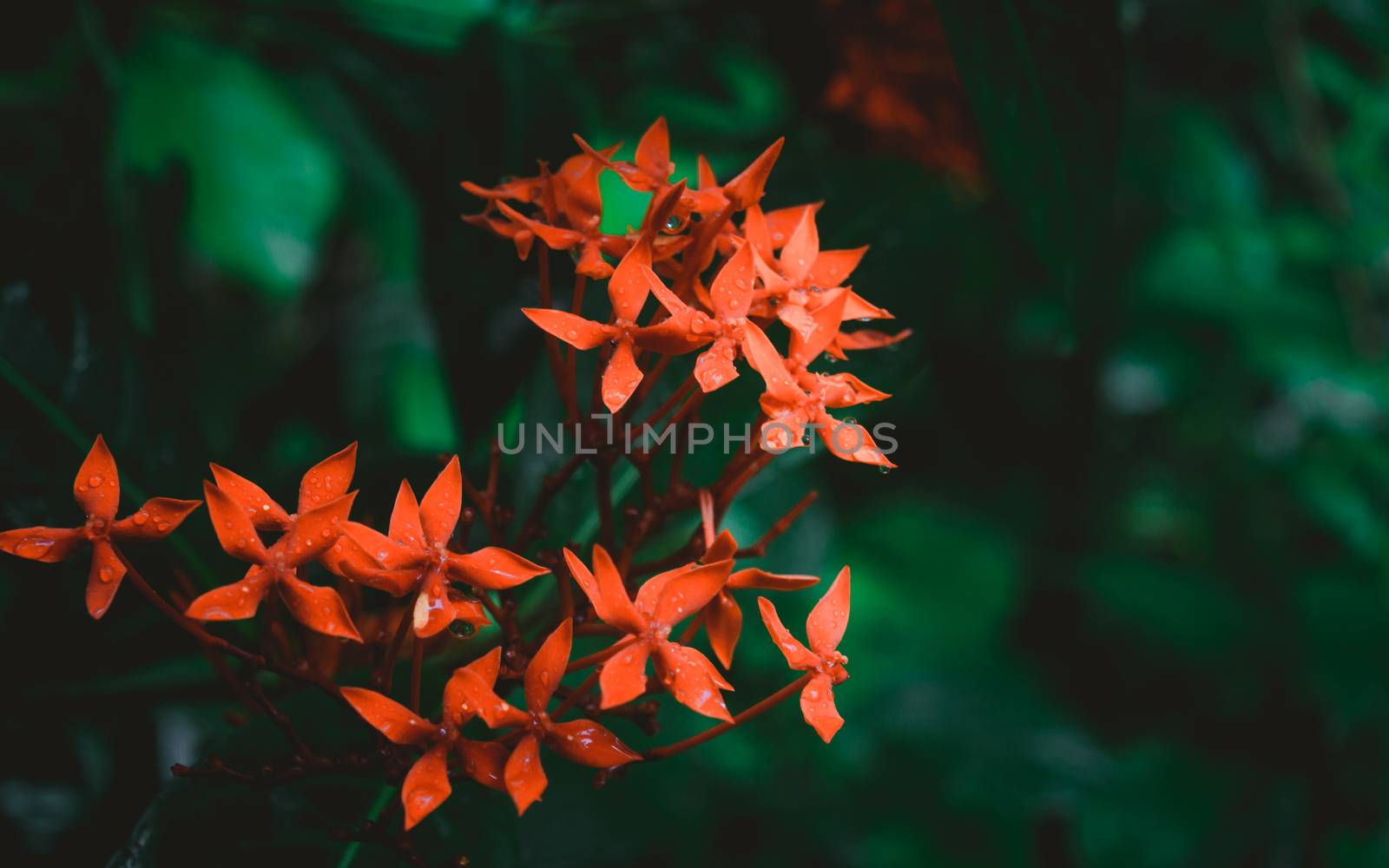 Red flower rain. Wet in water. Ixora Red tiny Flower Plant drenched in rain - Beautiful Home Decor Plant. Flower background design images. Rainy day monsoon season pictures of nature beauty. Close Up.