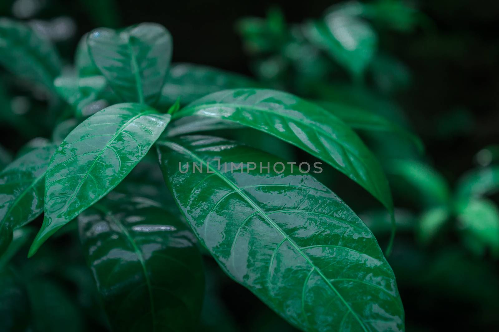 Leaves in rain. Wet in water. Beautiful Home Decor Plant drenched in rain. Green leaves background design images. Pictures of nature beauty. rainy day monsoon season pictures for wallpaper decoration.