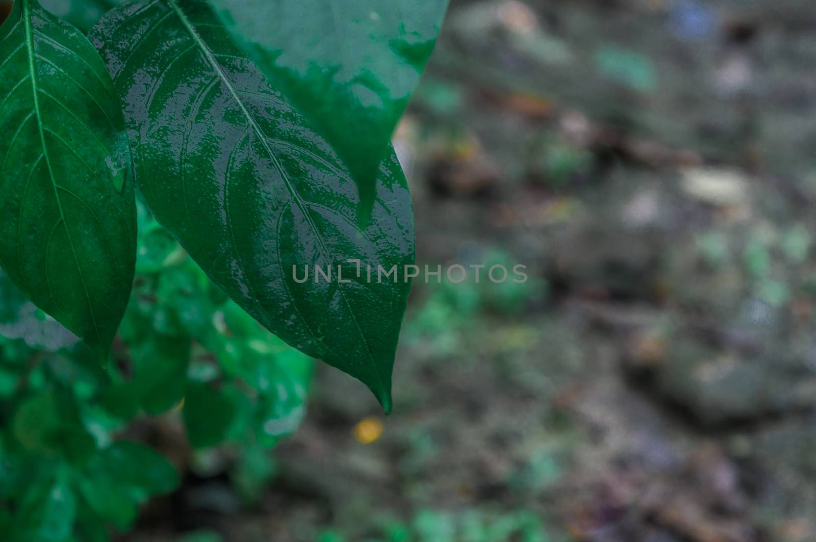 Leaves in rain. Wet in water. Beautiful Home Decor Plant drenched in rain. Green leaves background design images. Pictures of nature beauty. rainy day monsoon season pictures for wallpaper decoration.