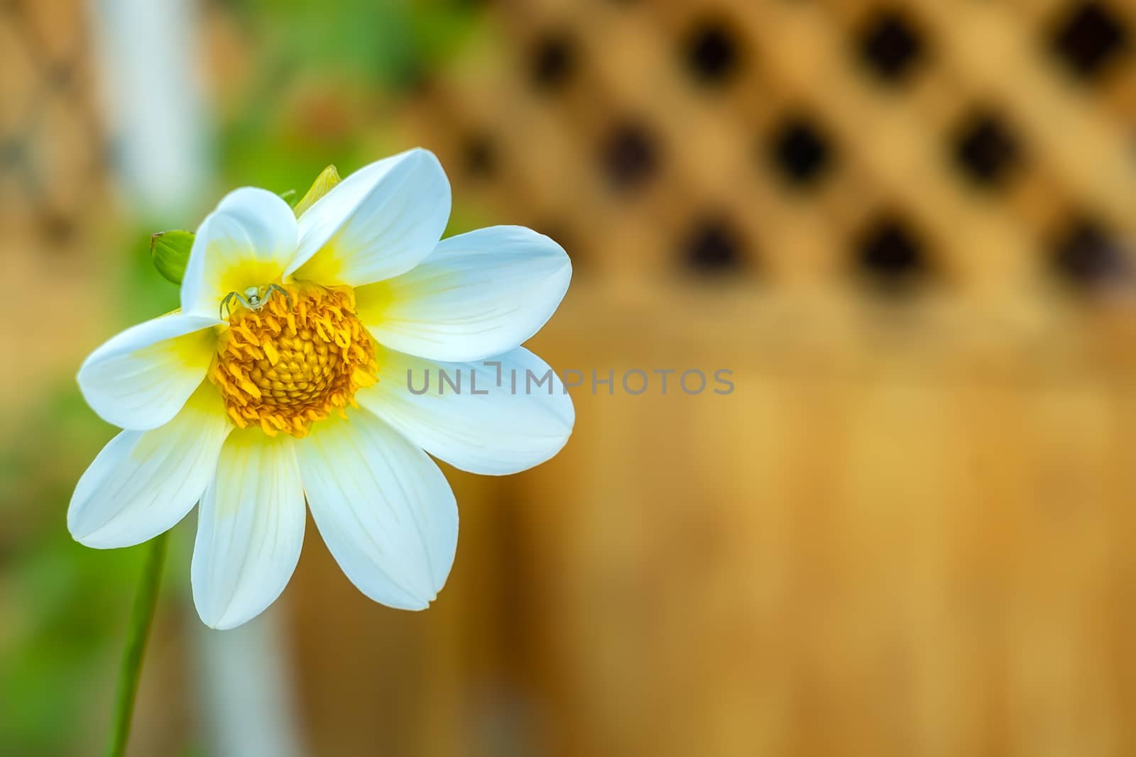 flower Dahlia Bambino with white petals and a green spider by jk3030