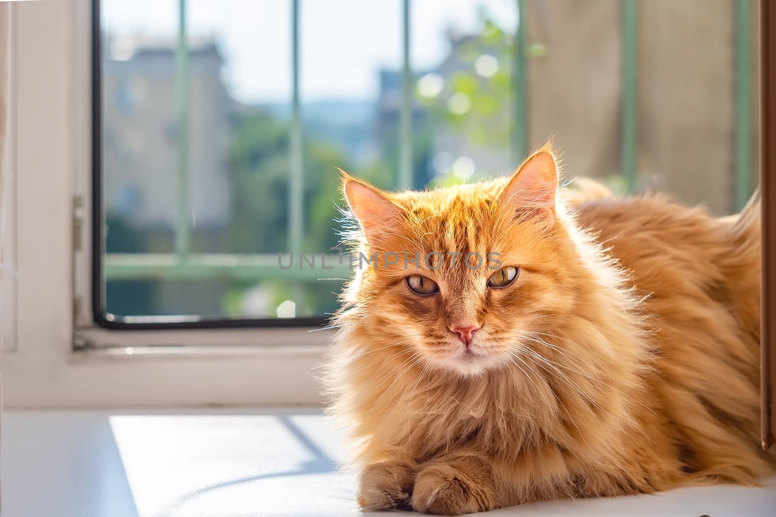 cute fluffy red cat lies in the sunbeams at the door of the balcony by jk3030