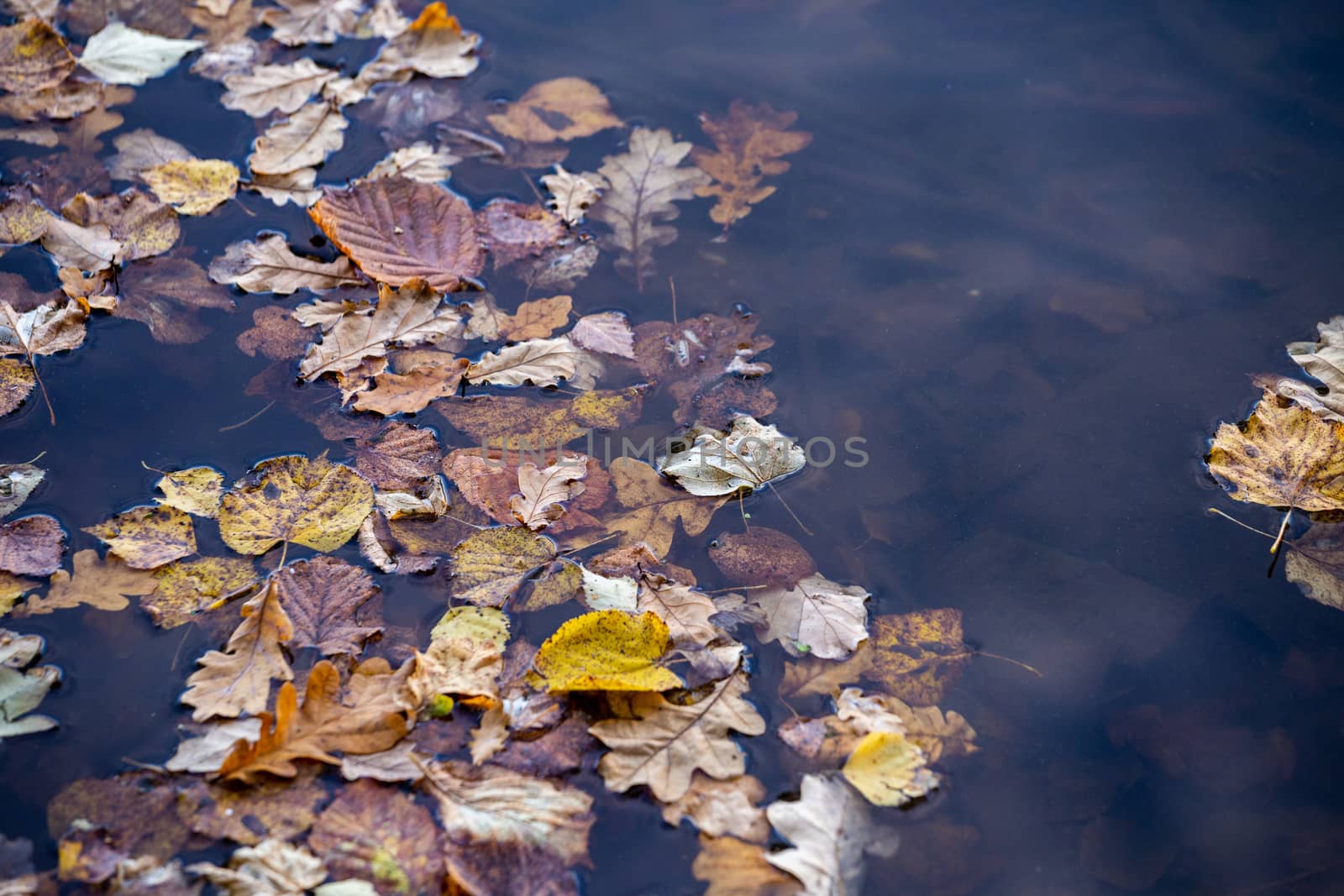 full frame background of different types of authmnal tree leaves floating on water surface.