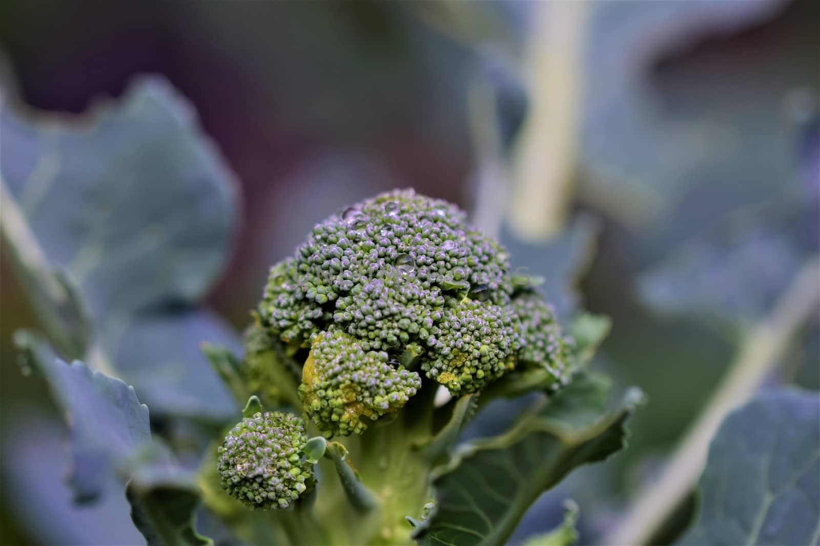 close up of a green broccoli as close-up