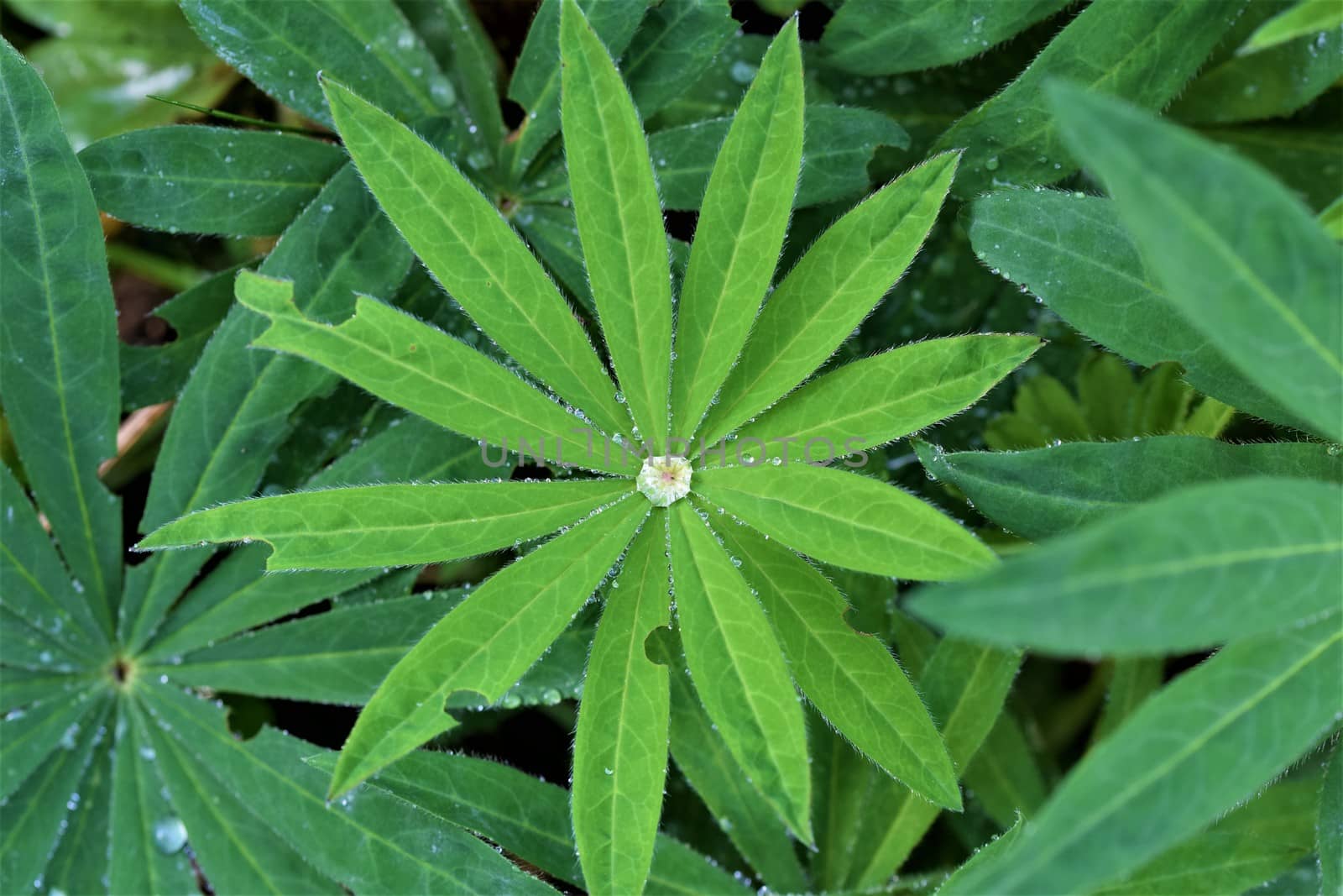 Light green lupine leaf with water drops between darker grren leaves