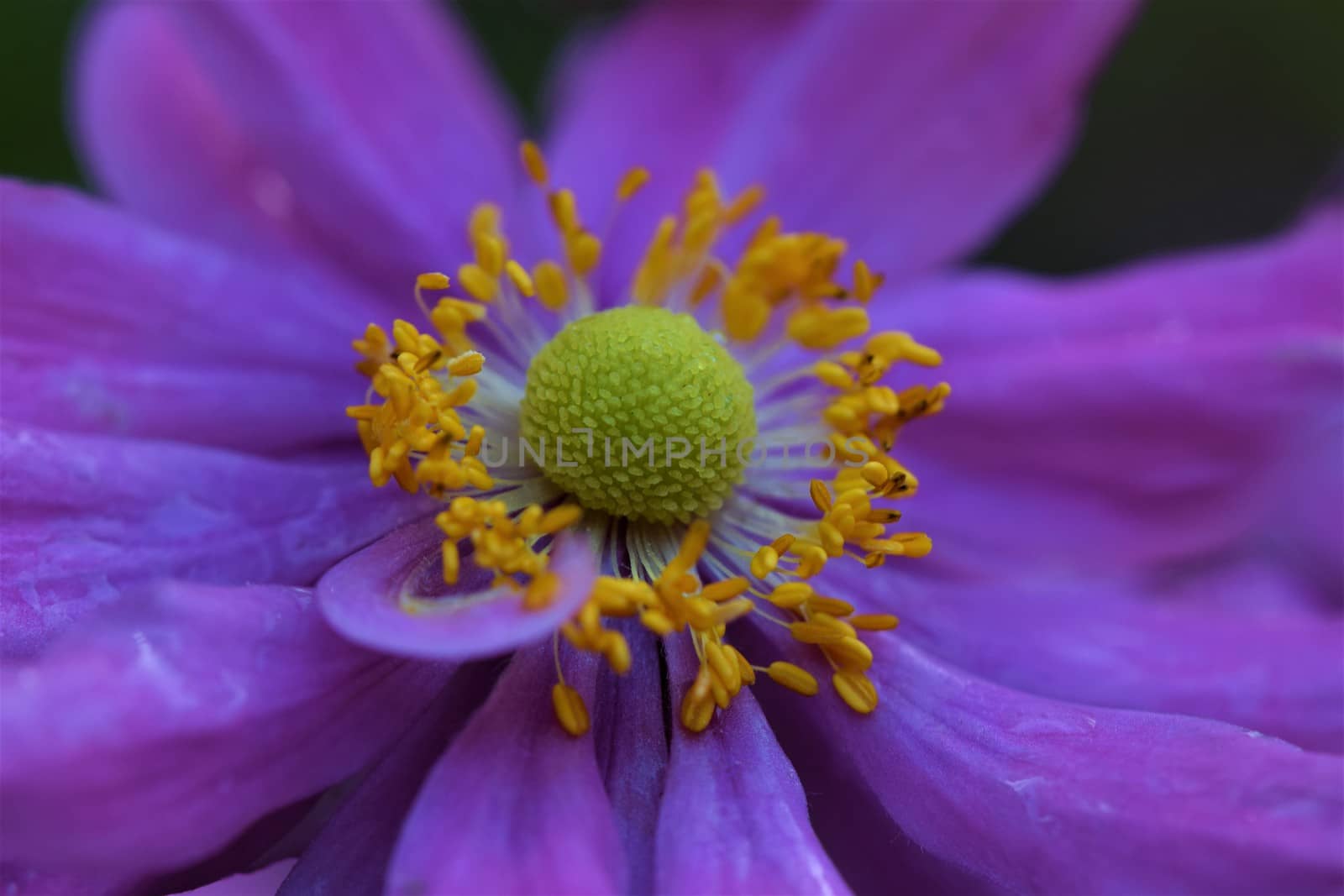 Closeup of an autumn anemone flower