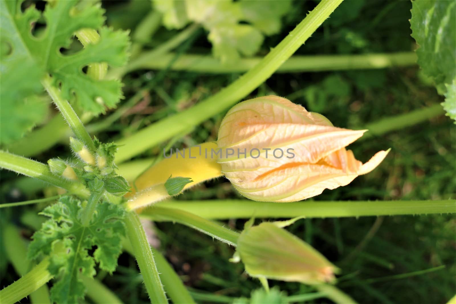 Small yellow zuccini with yellow flower at the shrub