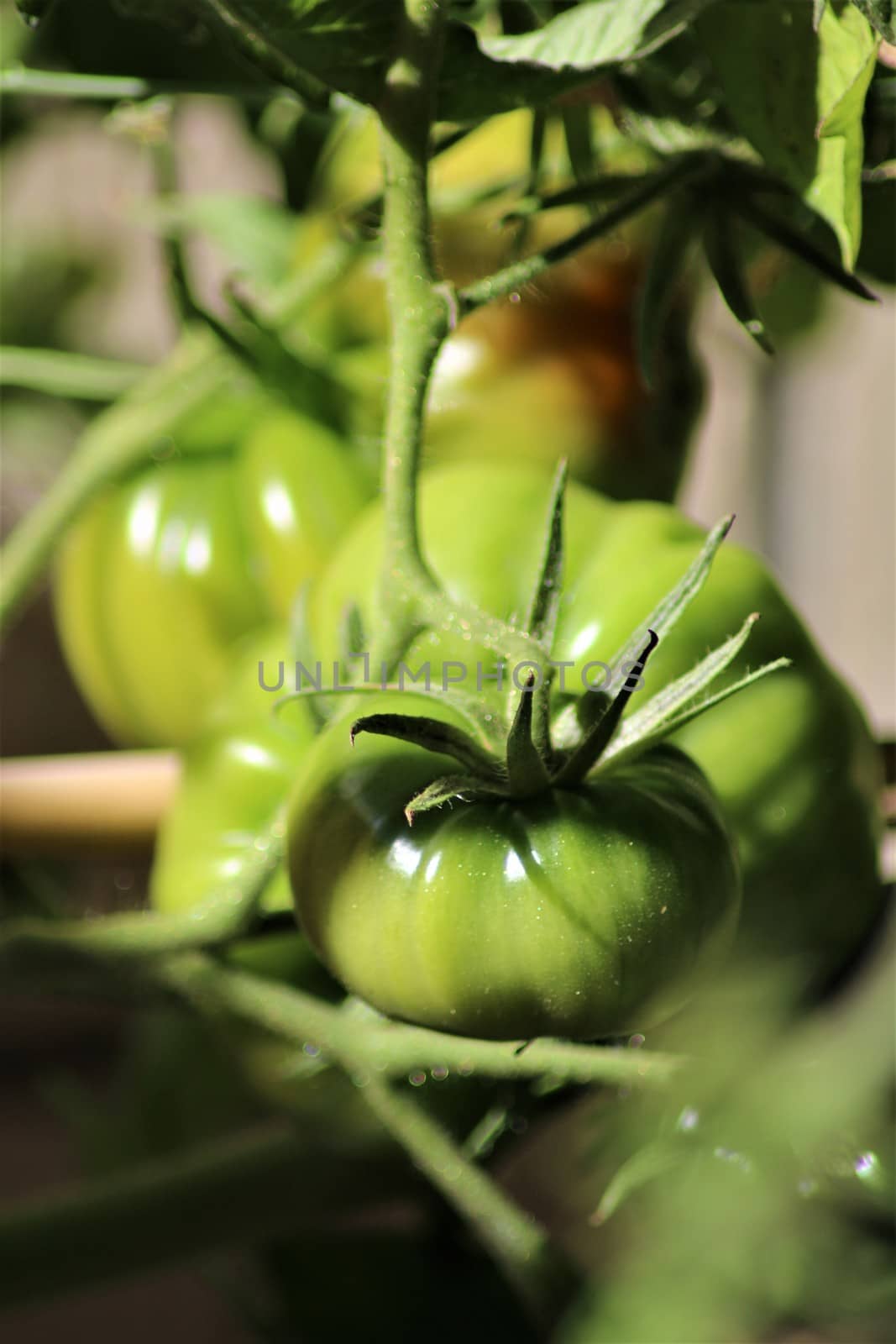 Green tomato on the bush as a close-up by Luise123