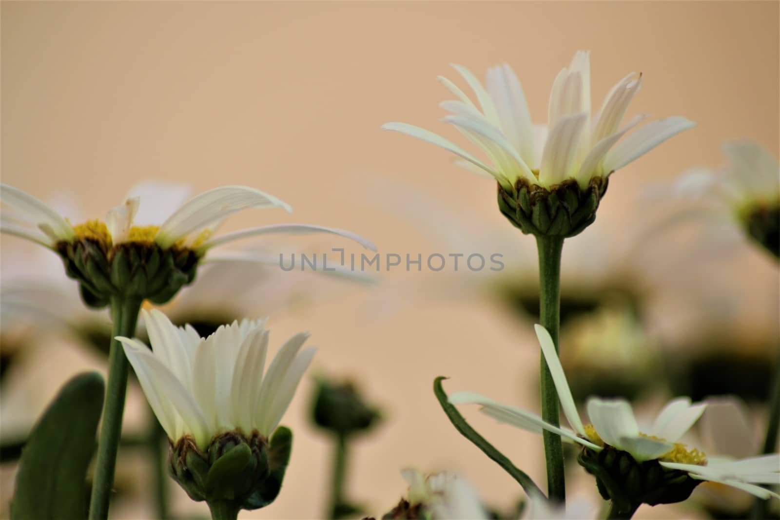 White marguerites like a close up in the side view against a bright background