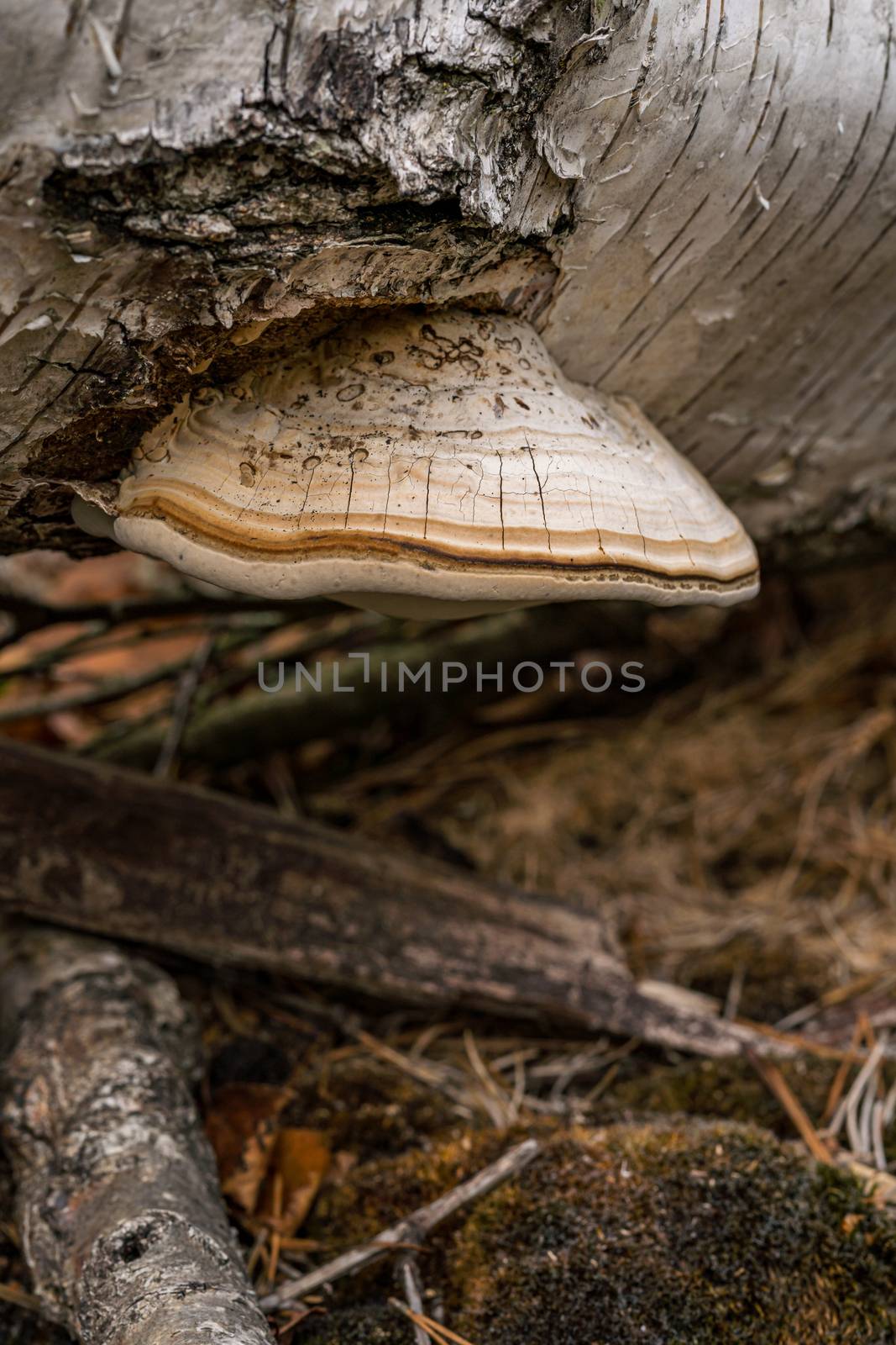 Fomitopsis betulina (previously Piptoporus betulinus), commonly known as the birch polypore, birch bracket, or razor strop, is a common bracket fungus and grows almost exclusively on birch trees.