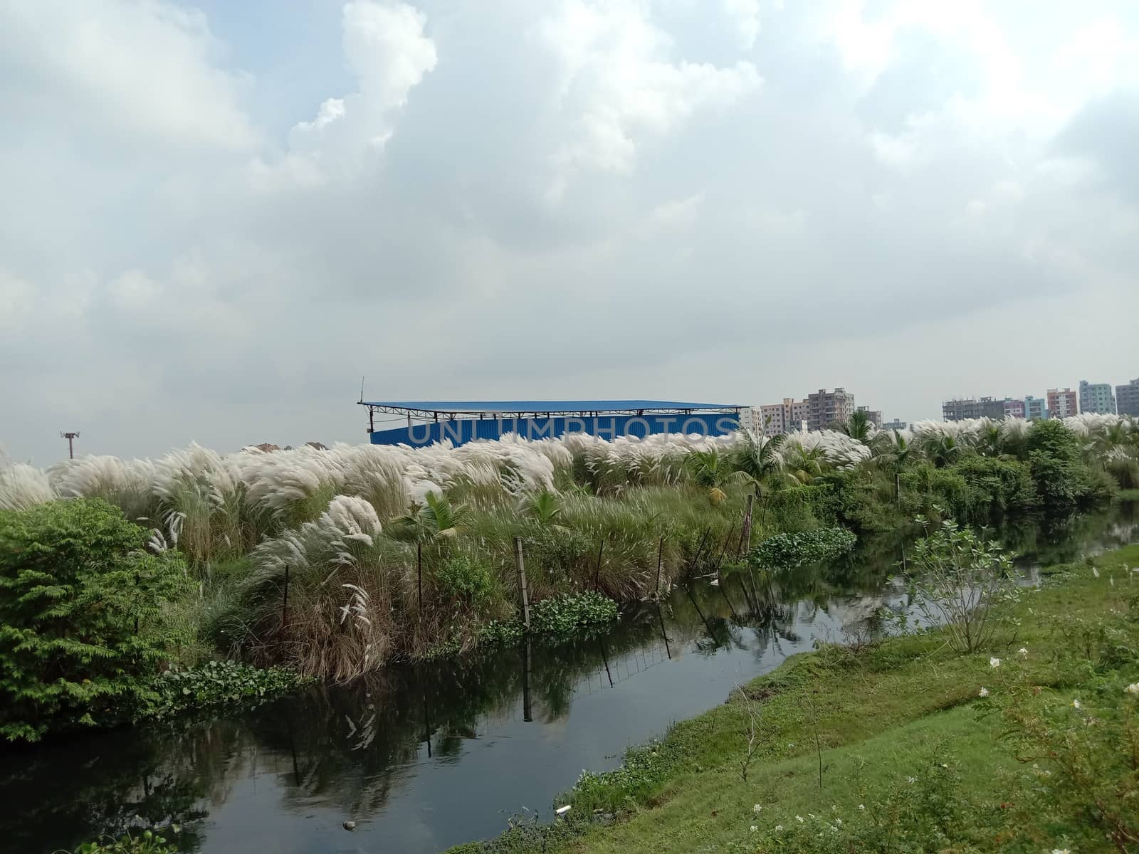 lake and green view with sky and catkin flower